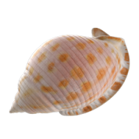 shell_1-1.png